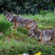 Coyotes roaming through a Los Angeles neighborhood.